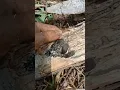 Download Lagu dapat anakan burung pelatuk sampit , ada yg mau gak 😁