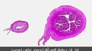 المؤنسات هبة من الله