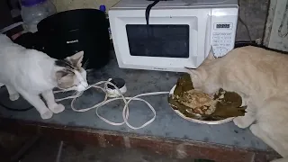 Gatitos Comiendose Un Rico Nacatamal En La Mesa @TitanBeastok  #titanbeastok 