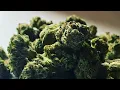 Medical Marijuana Review Citrus Daydream Cresco
