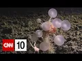 Scientists discovered 1 100 new ocean species this year May 20 2026