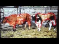 Cull Cow Valuations