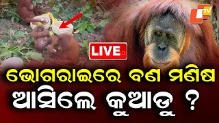 🔴Live | ଭୋଗରାଇରେ ବଣ ମଣିଷ, ଆସିଲେ କୁଆଡୁ ?  Wild Man Spotted in Bhograi! | OTV