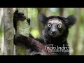Download Lagu Indri Indri mother with her child - Canal des Pangalanes - Madagascar - 4K HDR