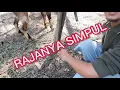 Download Lagu Ngiket Kambing Pake Rajanya Simpul