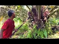 Lagu ALHAMDULILAH.! PANEN SAWIT DI KEBUN SENDIRI BANYAK BUAH