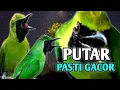 Download Lagu PANCINGAN CUCAK IJO bahan langsung ikut bunyi, 💯% langsung nyaut