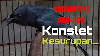 srigunting abu abu mata putih bongkar materi lagu cililin tengkek buto gereja nyerecet panjang