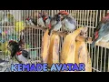 Lagu BURUNG KEMADE AVATAR (PERBEDAN JANTAN DAN BETINA) HARGA TERBARU KEMADE AVATAR