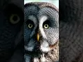 Download Lagu suara burung hantu di malam hari #menakutkan #hewanlucu