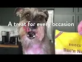 Bocce s Bakery - Healthy Delicious Dog Treats