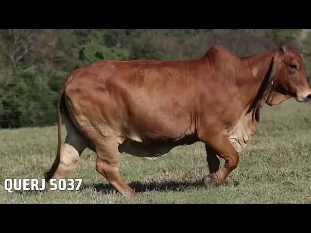 PACOTE 01 - 20 EMBRIÕES RED BRAHMAN BRAÚNAS