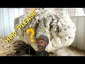 Sheep escapes for six years from haircut. #tiktok #sheep #relaxingvideo