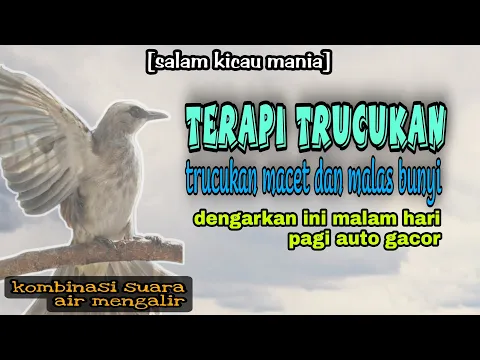 Download MP3 Terapi Burung || Terapi Trucukan Malam Hari Biar Cepat Gacor Paling Ampuh