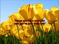 the red blood rose of passion - the blue hearts