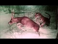 Lagu Tiger and Antelope,Тигр и Антилопа.