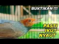 Download Lagu Suara Prenjak Jantan MEMANGGIL LAWAN Ikutan Bunyi,100% AMPUH ABISS !!!