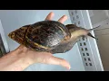 Download Lagu Largest Snail in the world Lifecycle