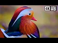 Download Lagu Most Exotic Birds | Relaxing Bird Sounds | Breathtaking \u0026 Soothing Nature | Stress Relief Sounds