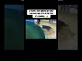 Download Lagu A turtle that wants his shell polished and gets in the way of cleaning.. 😅  #viral #shorts #youtube