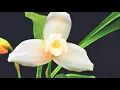 Download Lagu ▶️ En el mes de la Patria un Poema a la MONJA BLANCA✔
