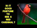 IS IT GOOD FORTUNE TO SEE A RED CARDINAL BIRD