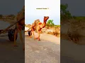 Download Lagu Camel Cart on the road #camels #desertsafari #wildanimals #الجمال #views_viral #جمال #ytshorts