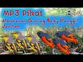Download Lagu Si Betina Burung Mantenan Memanggil Pejantan,Suara Pikat Burung Mantenan Gunung