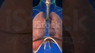 سکسکه چیه فکت115 