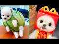 Download Lagu Cute Pomeranian Puppies Doing Funny Things #6 | Cute and Funny Dogs - Mini Pom