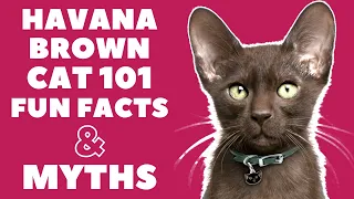 Download Havana Brown Cats 101 : Fun Facts \u0026 Myths MP3