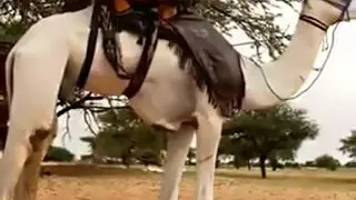 الناقة اللتي ادت الي الحرب بين خزام والقبائل الاخري 