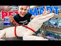 Taking My Albino Alligator Back To Petsmart