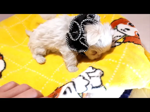 動画