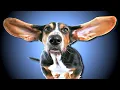 High Frequency Sound For Dogs