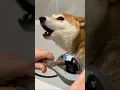 Download Lagu shiba at 1% of shiba scream power.