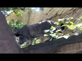 Download Lagu タッタ🐾タッタっとアブリコースちゃん　マヌルネコ　那須どうぶつ王国にて　2025年9月6日