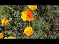 Figueroa Mountains wild flowers