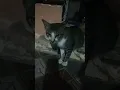 Download Lagu mengintai musuh coy #kalbar #vlogfree #cats #kucing #short #catsvirals #kucingviral