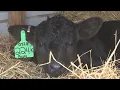 KELO cow cam