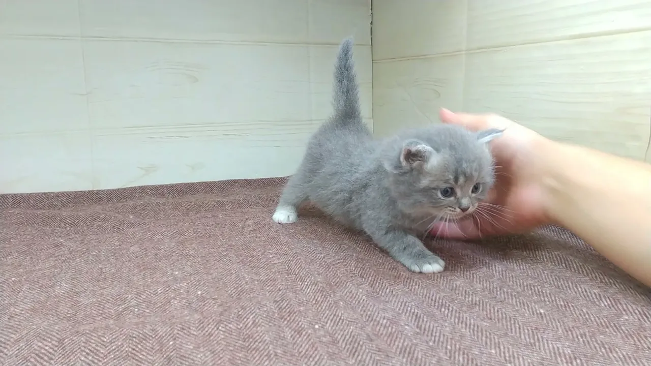 動画