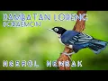 Download Lagu Masteran suara burung RAMBATAN LORENG DORAEMON