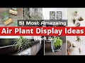 Download Lagu 51 Most Amazing Air Plant Display Ideas (part I)