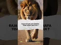 Download Lagu Hutan Tidak Menjadi Habitat Utama? #shorts #fakta #singa