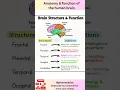 Brain structure function Anatomy function of the human brain