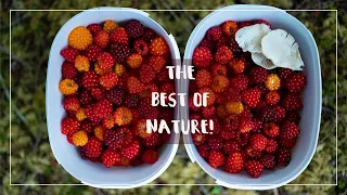 Foraging for Food While Living on a Sailboat | Chapter 4 Episode 23 | The Wayward Life