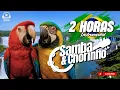 Download Lagu 2 Horas de Samba e Chorinho | Música Instrumental Brasileira | Sente o Flow