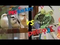 PETSMART vs PETCO Who has better BIRD care