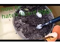how to hatch lizard eggs