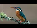 Download Lagu Suara Burung Kingfisher - Suara alam dan burung untuk memikat burung Kingfisher | 10 Jam